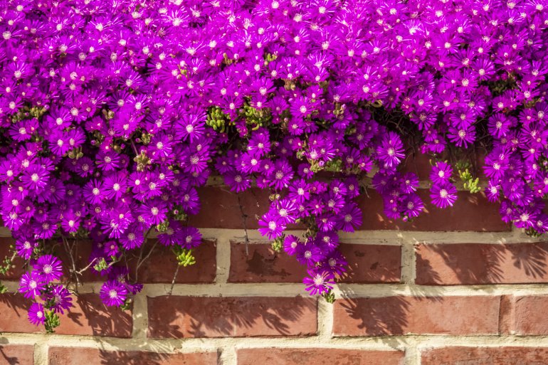 Многолетние астры