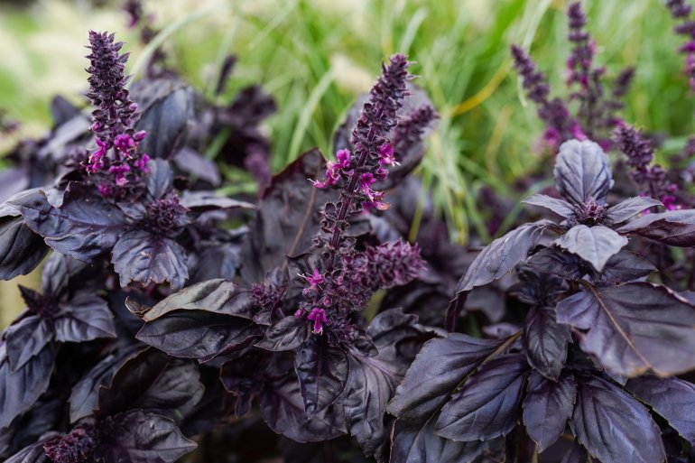 Базилік червоний