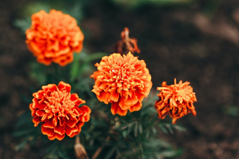 Чорнобривці