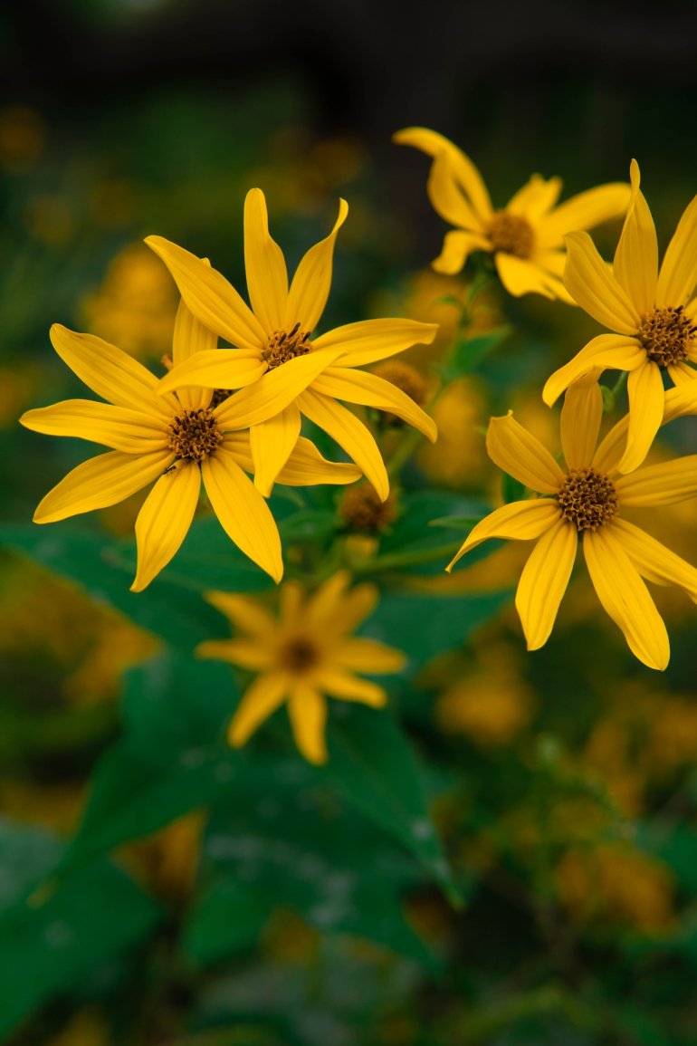 Квіти топінамбура