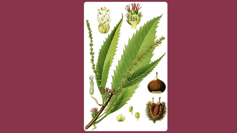 Їстівні каштани мають довге вузьке листя, які росте по&nbsp;одній штучці окремо