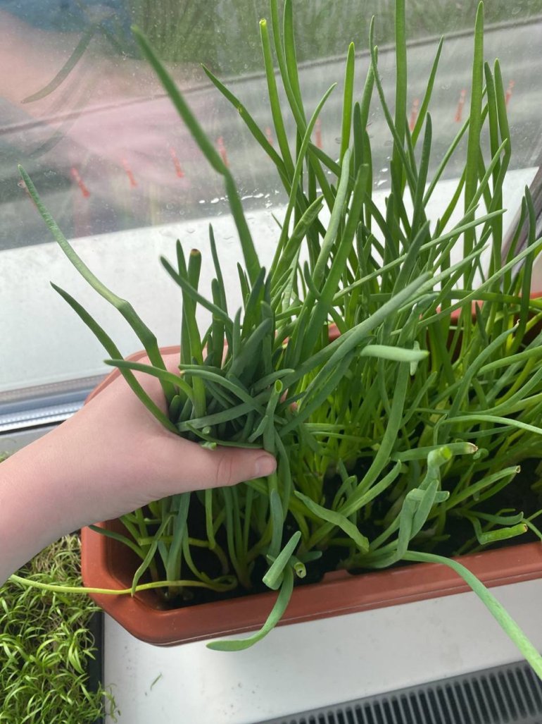 Фото: телеграм-канал «Стручок»<br>