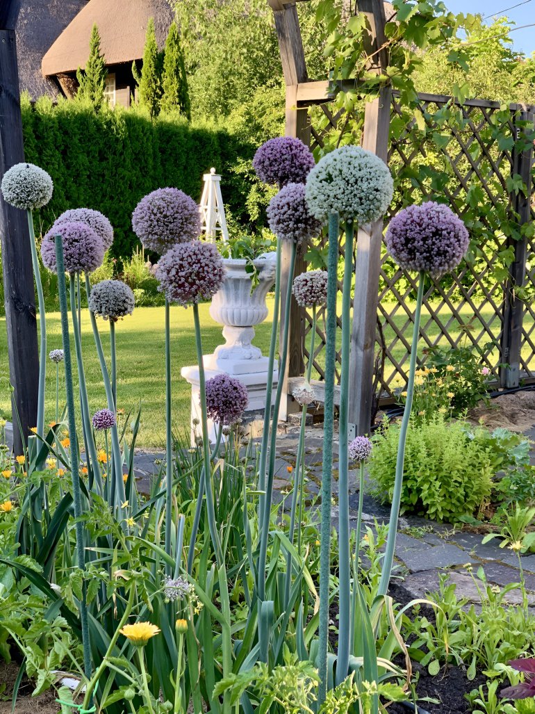 Пышные соцветия лука-порея