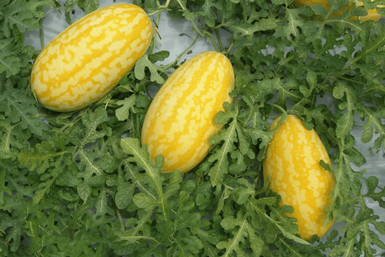 Фото: gryadka.ua